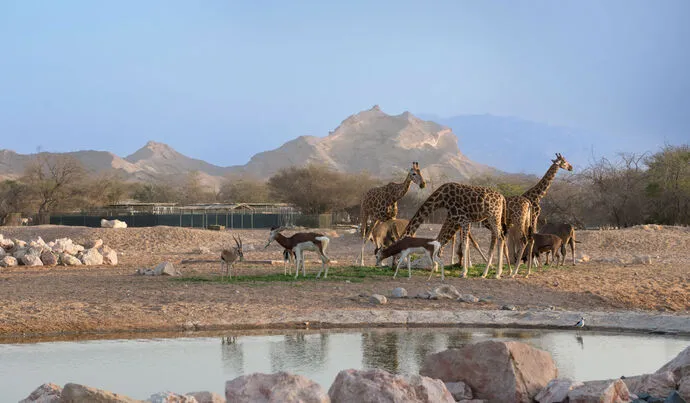 Al Ain Zoo car rental